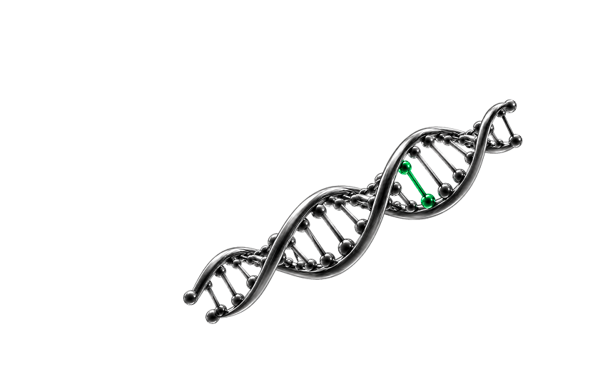 a dna double helix